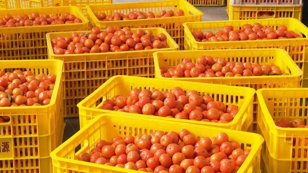 四会好巧牌沙糖桔系列饮料热销广东省外市场