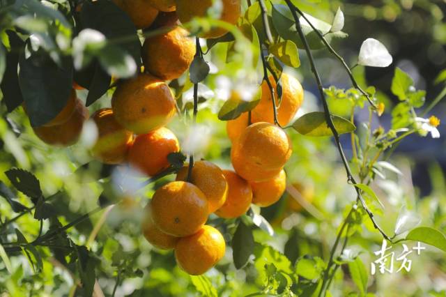 县委书记打擂台｜“一三五”，这组数据蕴含了肇庆四会实现县域振兴的秘诀