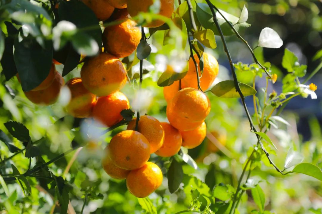 原产地鲜果生榨，沙糖桔不仅能炫，还能大口喝？